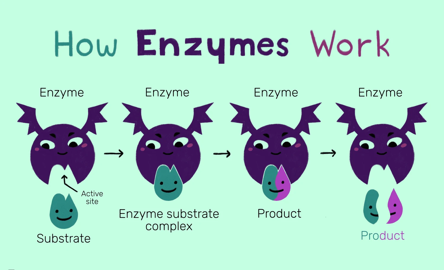 importance of enzymes