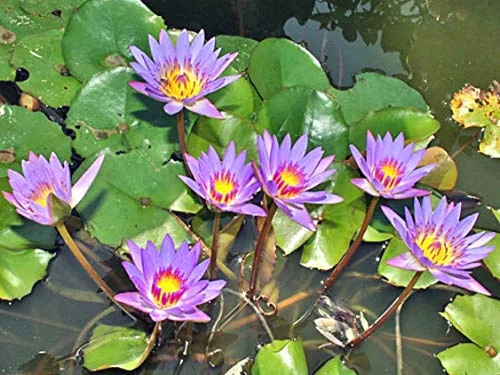 Aquatic plants, protectors of aquatic life