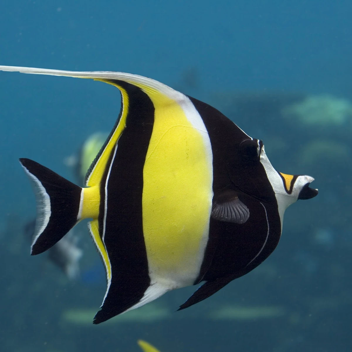 Black, white and yellow tropical fish swimming in blue aquarium water