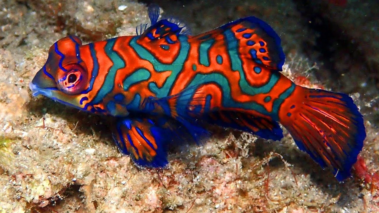 Colorful mandarin fish resting over a textured reef surface