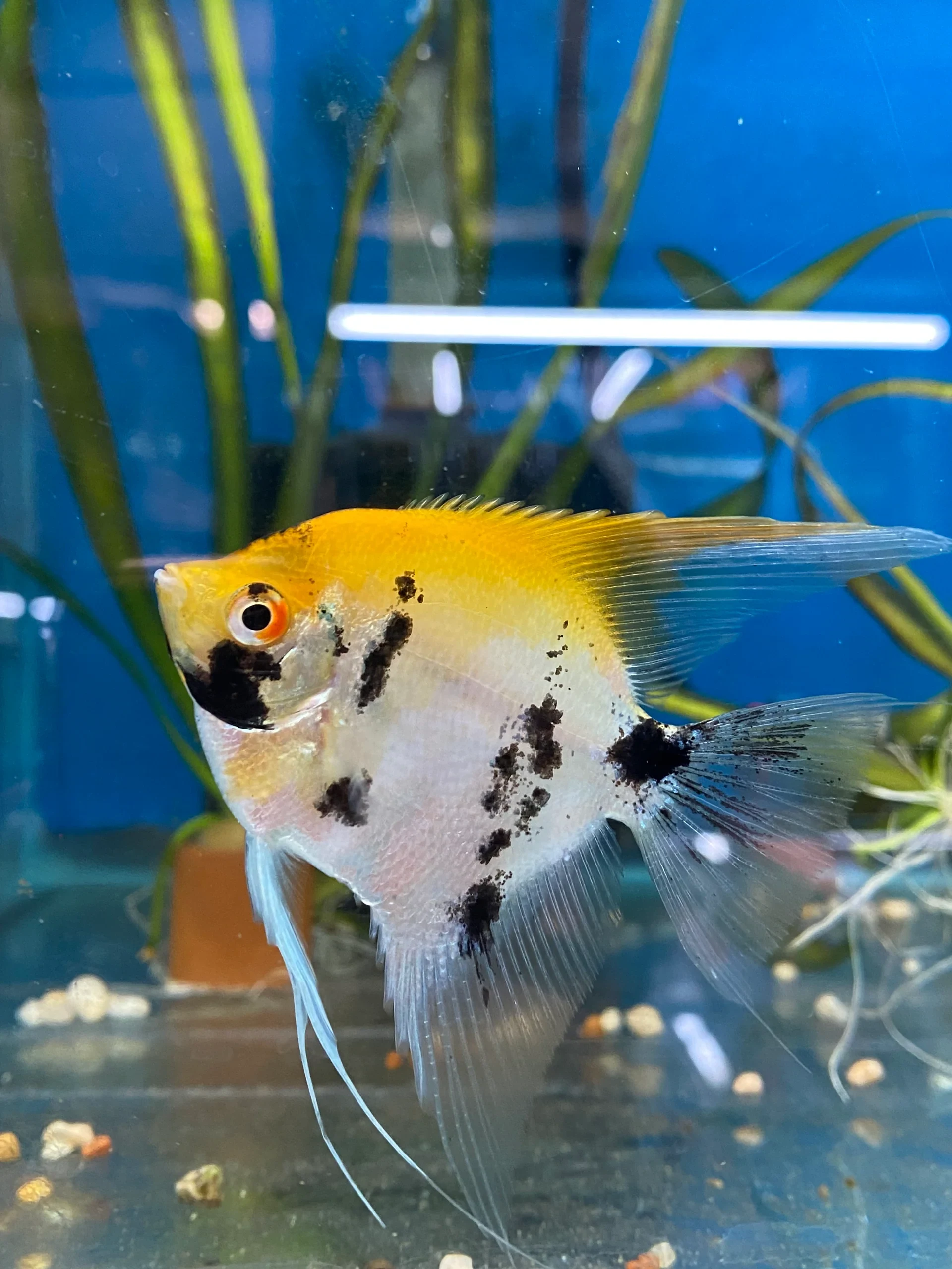 Freshwater angelfish swimming in a planted aquarium
