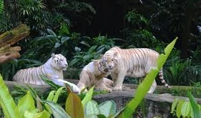 Best Zoo in The World