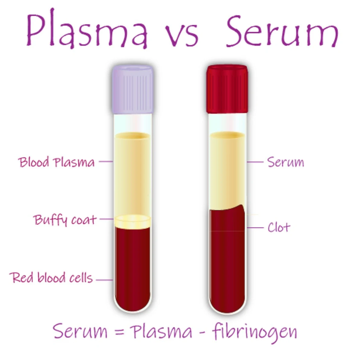 serum