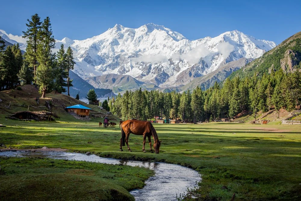 Mountain meadow beneath snow covered peaks in northern Pakistan