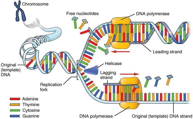 dna