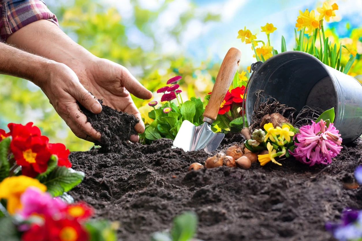 Gardening is a healthy hobby.