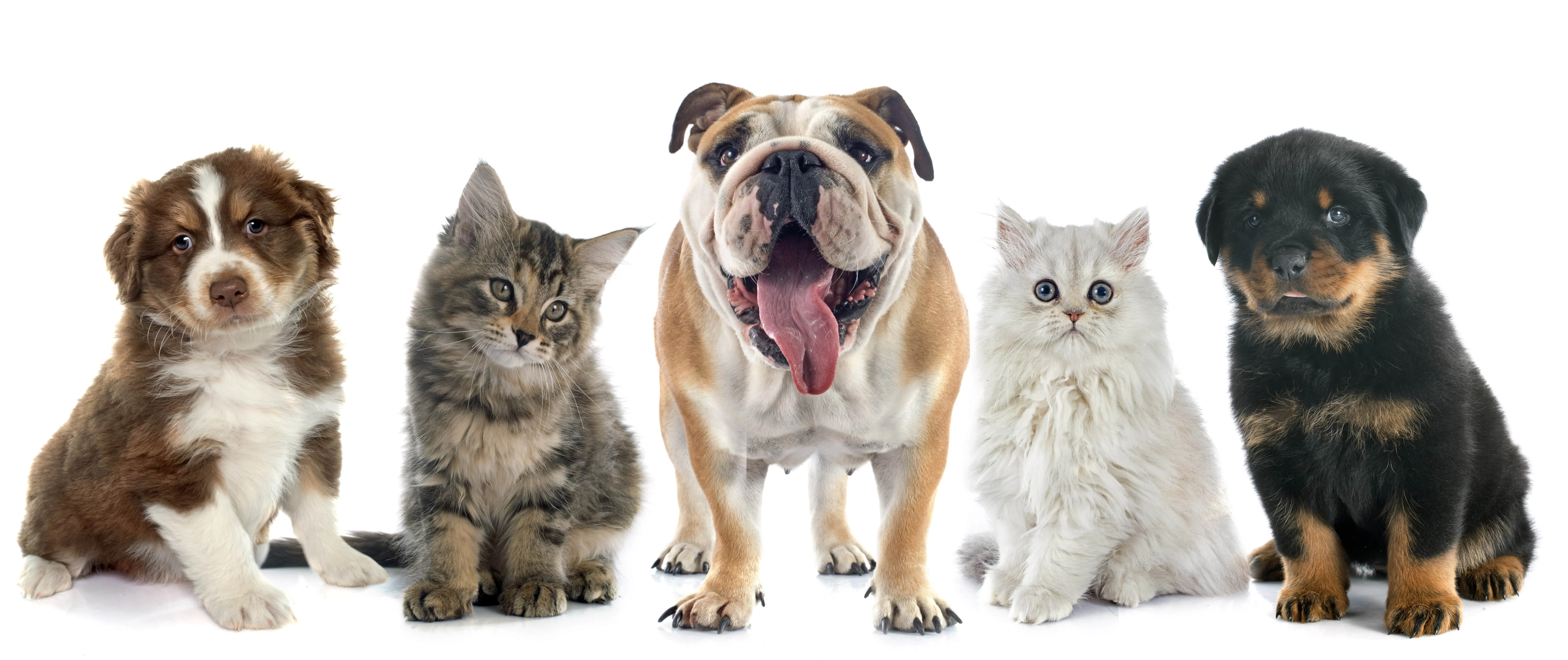 Health Benefits of Keeping Pets