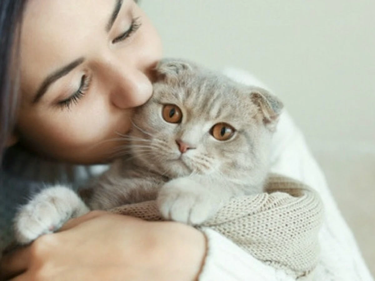 Cat Training
