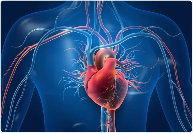 human heart