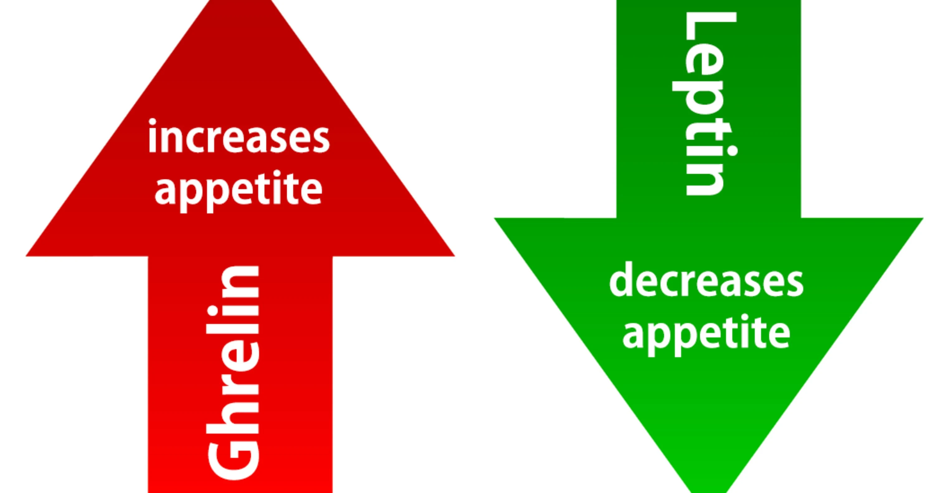 Hunger Hormone: Understanding Ghrelin and Its Role in Appetite