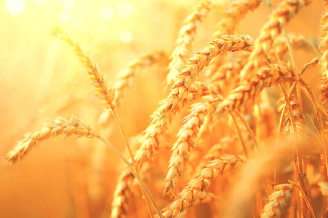 If Russia gives cheap and good wheat, we will definitely buy, we don't care about any country.