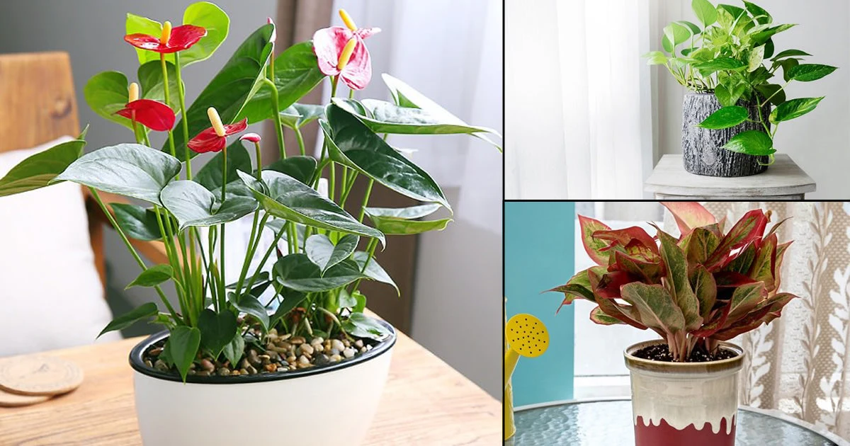 It's nice to talk about these plants