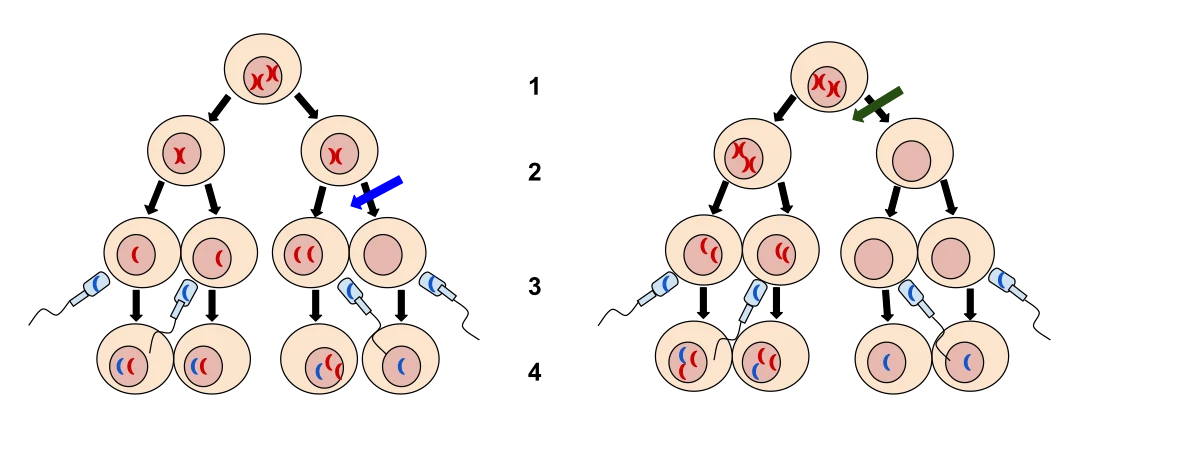 meotic disorders