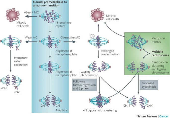 mitotic mitosis