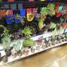 Orissa and Hang plants