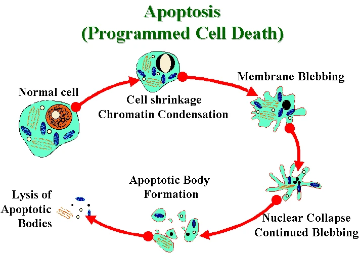 pcd Apoptosis