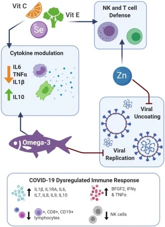 immune system Role of Vitamin E in Immunity Enhancement has fallen