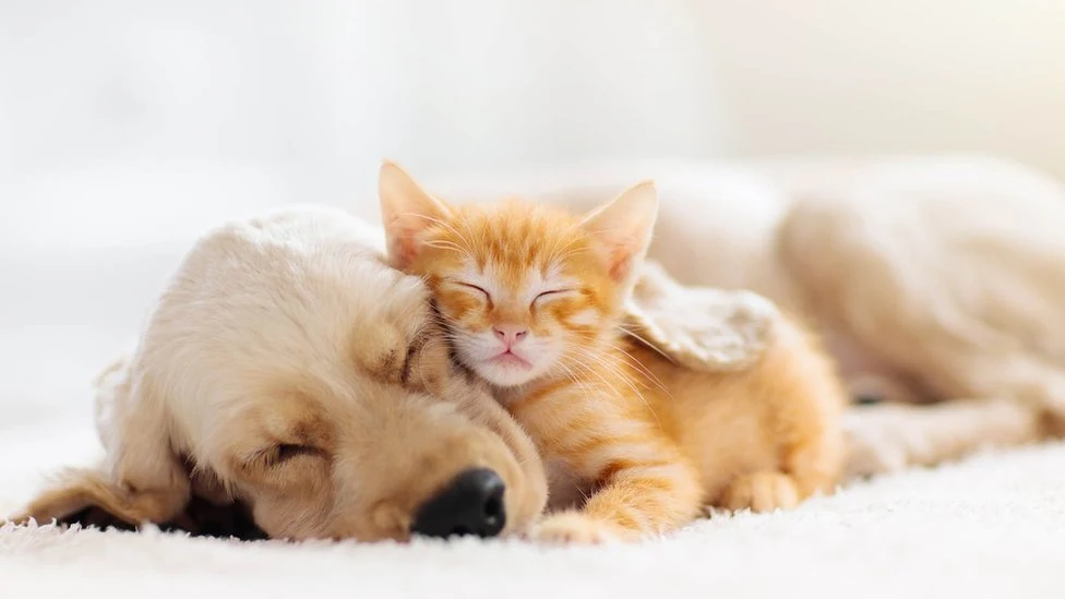 Tips to take care of your pets