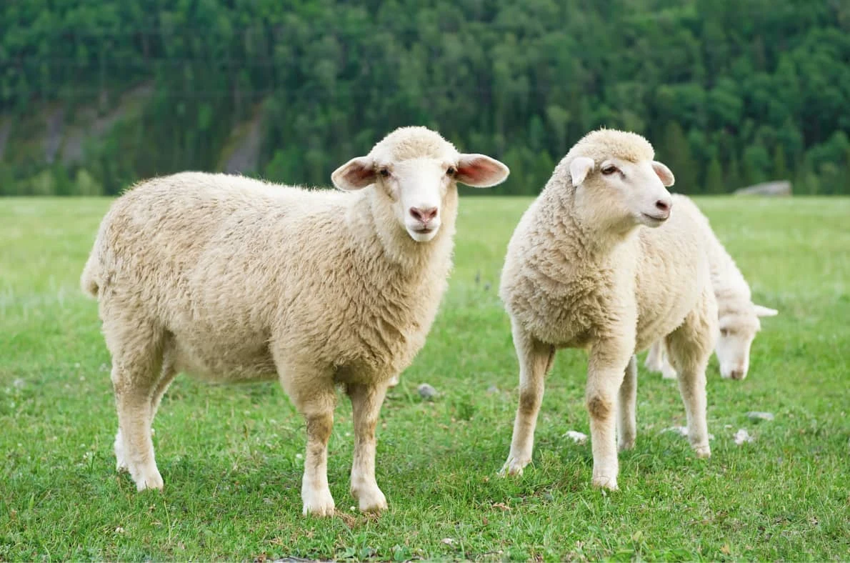 Qurbani in Islam