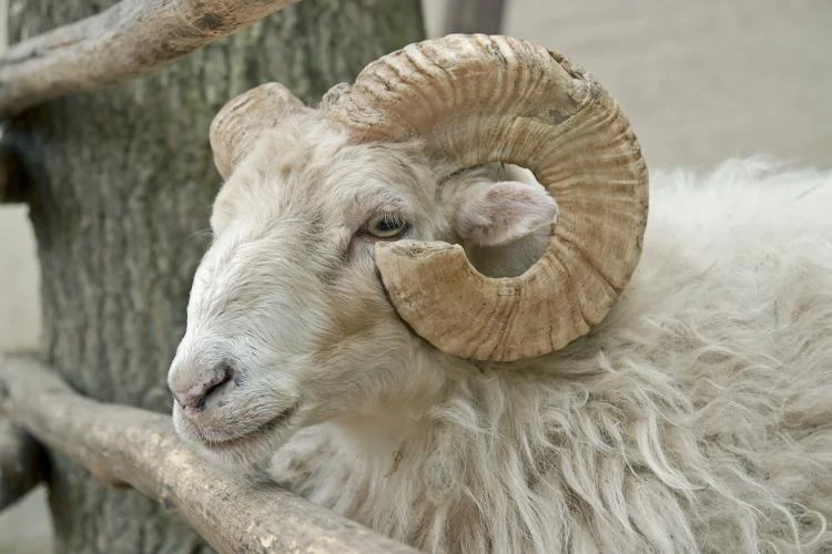 What is Qurbani?