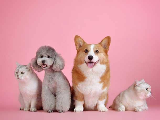 pets (1)