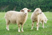 What is the Meaning of Qurbani Qurbani in Islam