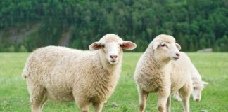 What is the Meaning of Qurbani Qurbani in Islam