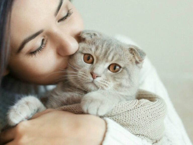 Cat Training