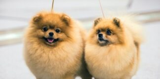 How to keep your Dog Clean at Home? how to keep dog clean at home