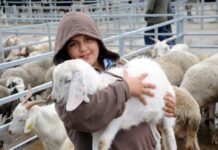 Important Queries Regarding Qurbani Queries Regarding Qurbani