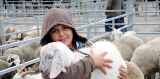 Important Queries Regarding Qurbani Queries Regarding Qurbani