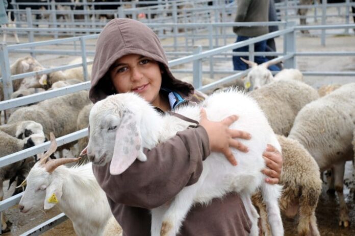 Queries Regarding Qurbani