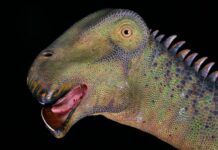 what dinosaur has 500 teeth Those who do google the question get results for the Nigersaurus.
