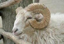 Why Do We Now Perform Qurbani? What is Qurbani?