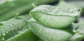 Aloe Vera : A Magical Plant Aloe vera a magical plant