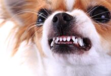 Aggressive Dog Breeds Aggressive Dog Breeds