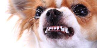 Aggressive Dog Breeds Aggressive Dog Breeds