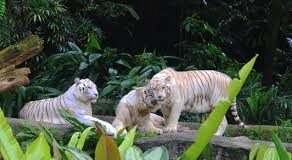 Best zoo Around the World Best Zoo in The World