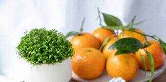 Healthy Foods: Healthy Foods, You can even eat Everyday Healthy foods you can eat in a day