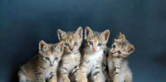 Top 5 Friendliest Cats Top 5 Friendliest cats