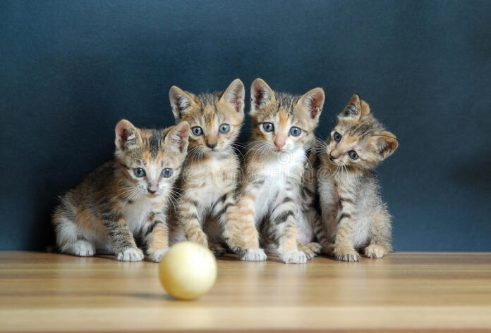 Top 5 Friendliest cats Top 5 Friendliest cats