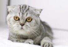 Top 5 Meanest Cats Top 5 meanest Cats