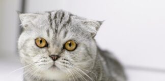 Top 5 Meanest Cats Top 5 meanest Cats