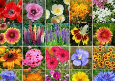 Flower petals for skin care and beauty skin protection