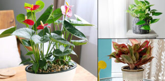 It’s nice to talk about these plants It's nice to talk about these plants