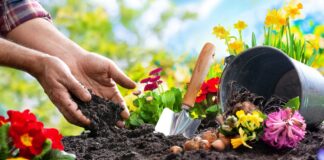 Gardening is a healthy hobby Gardening is a healthy hobby.