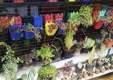 Orissa and Hang plants: Orissa and Hang plants