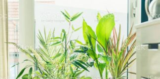 Plants that keep houses cool Plants that keep houses cool