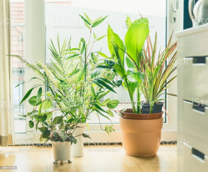 Plants that keep houses cool