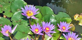 Aquatic plants, protectors of aquatic life Aquatic plants, protectors of aquatic life